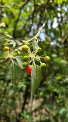 Solanaceae