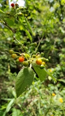 Solanaceae