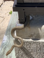 Chrysopelea paradisi variabilis