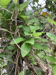 Insecta