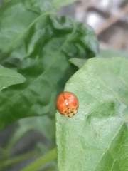 Coelophora biplagiata