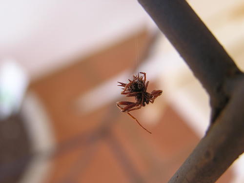 Hedgehog Spider