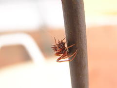 Pycnacantha tribulus