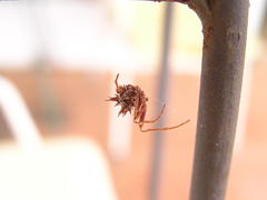 Pycnacantha tribulus