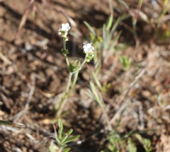 Plagiobothrys arizonicus