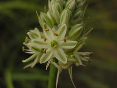 Albuca virens virens