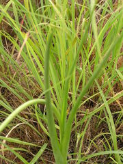 Albuca virens virens