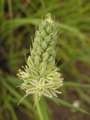 Albuca virens virens