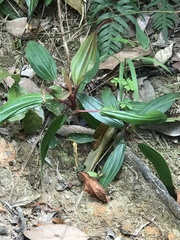 Boehmeria densiflora