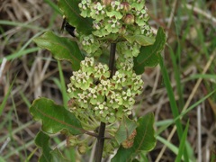 Asclepias tomentosa