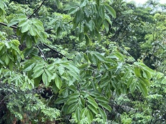 Triadica cochinchinensis