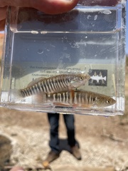 Fundulus zebrinus