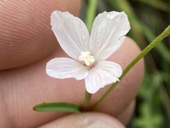 Clarkia epilobioides