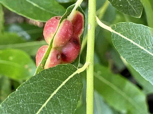 iNaturalist observation photo of Willow Apple Gall Sawfly