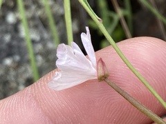 Clarkia epilobioides