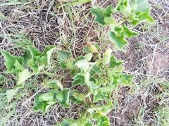 Physalis hederifolia