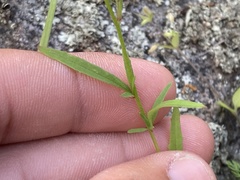 Clarkia epilobioides