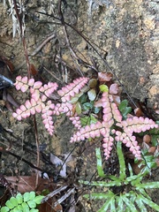 Adiantum flabellulatum