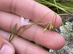 Clarkia epilobioides