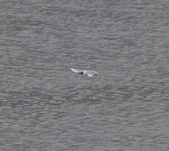 Chroicocephalus philadelphia