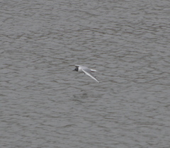 Chroicocephalus philadelphia