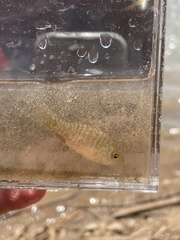 Lepomis microlophus