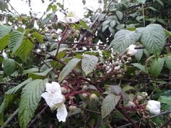 Rubus floribundus