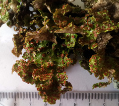 Sticta cinereoglauca