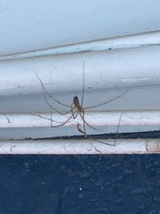 Pholcidae