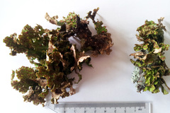 Sticta cinereoglauca