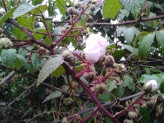 Rubus floribundus