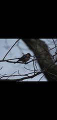 Fringilla coelebs