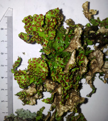 Sticta cinereoglauca