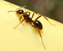 Formica pallidefulva