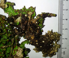 Sticta cinereoglauca