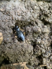 Patrobus longicornis