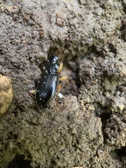 Patrobus longicornis