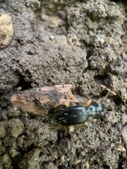 Patrobus longicornis