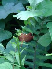 Neurothemis terminata