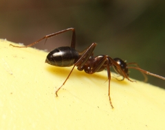 Formica pallidefulva