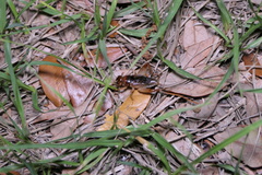 Anurogryllus arboreus