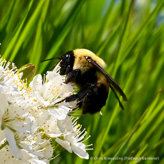 Bombus griseocollis