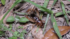 Anurogryllus arboreus
