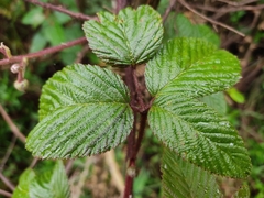 Rubus floribundus