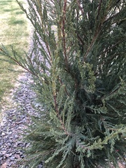 Juniperus excelsa