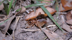 Anurogryllus arboreus