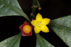 Psychotria nuda