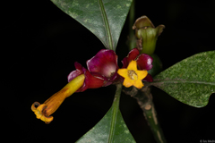 Psychotria nuda