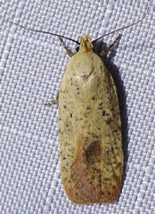 Agonopterix posticella