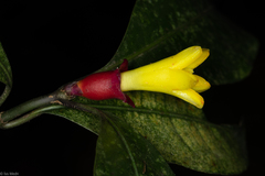 Psychotria nuda
